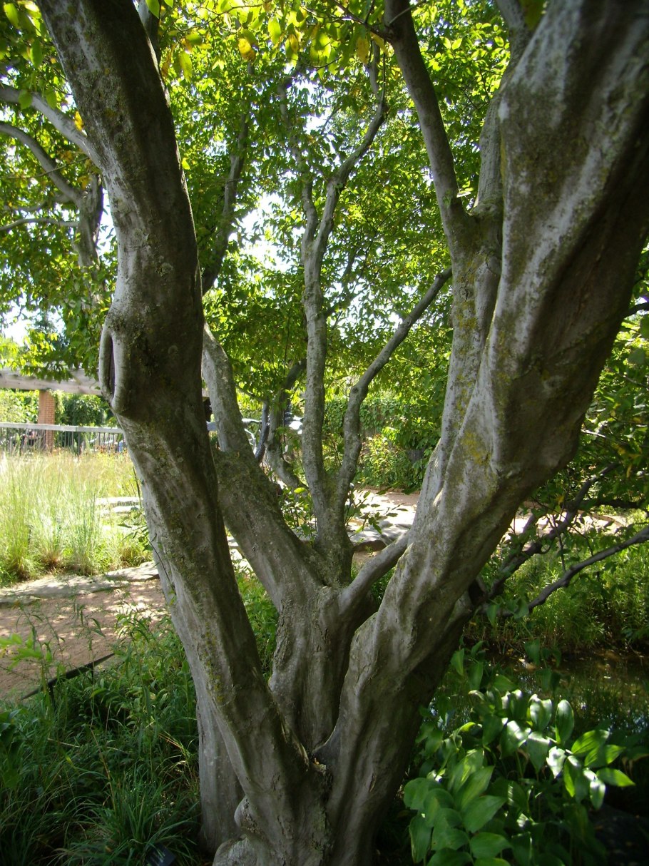 Carpinus betulus l