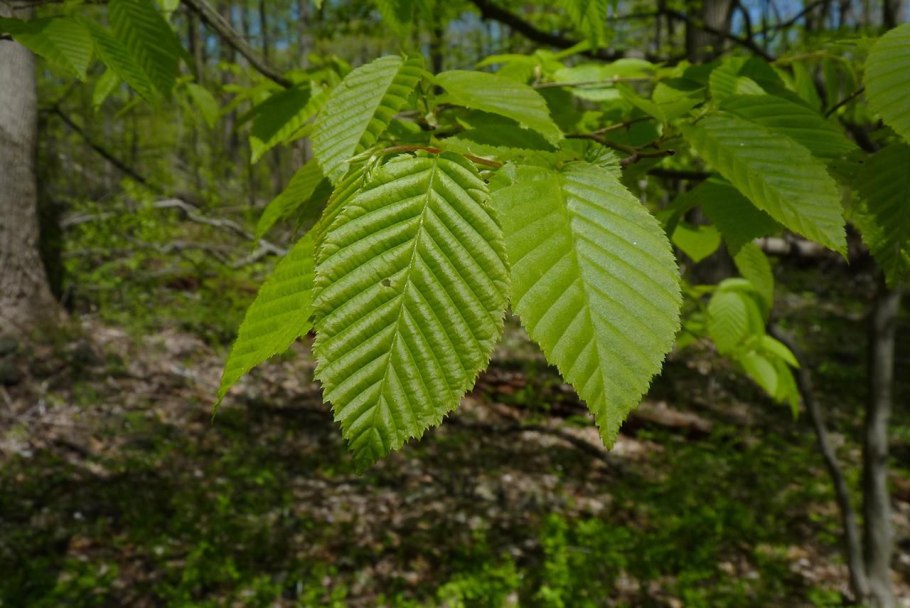 Граб обыкновенный carpinus betulus