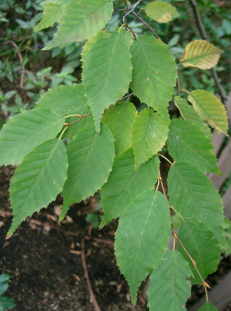 Ostrya carpinifolia