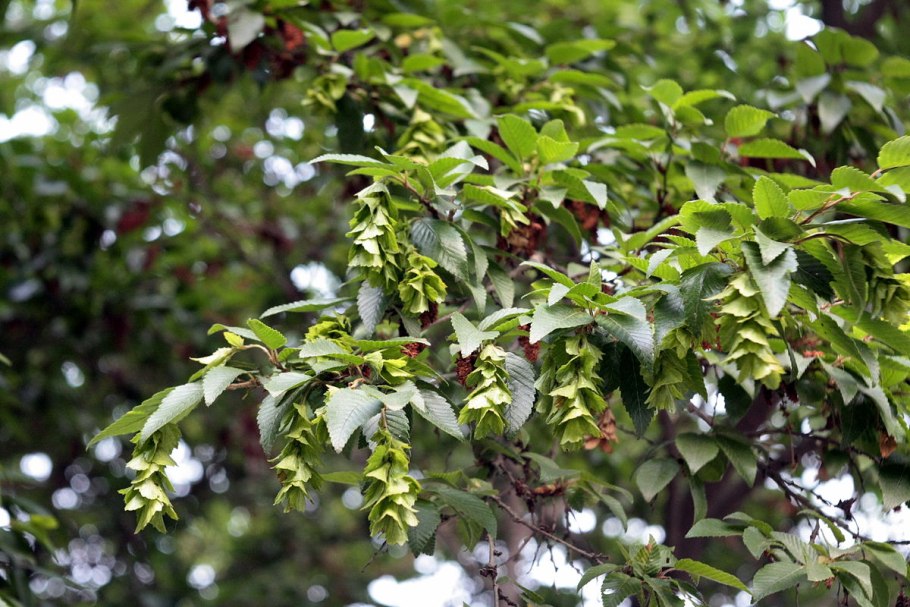 Граб Шушинский