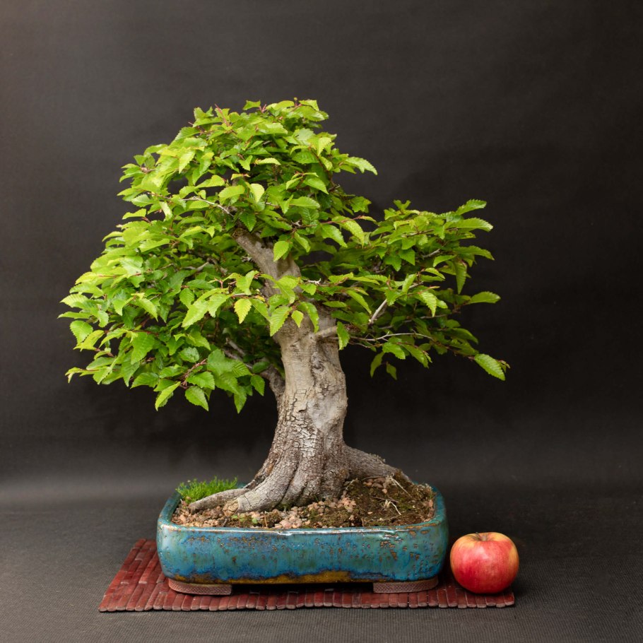 Граб простой лист или нет