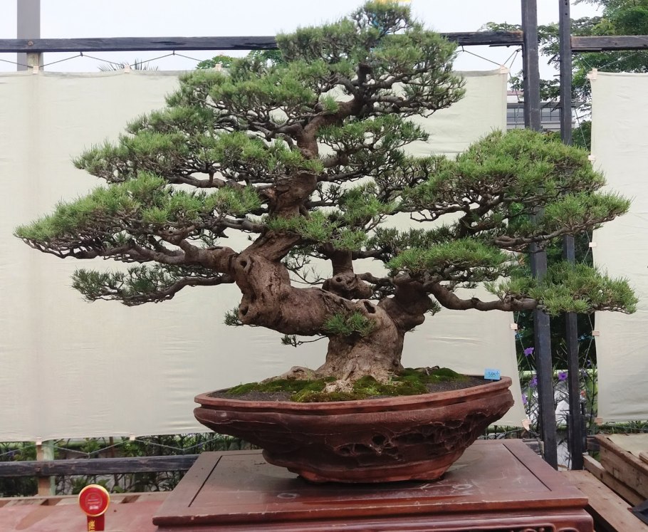 Бонсай граб