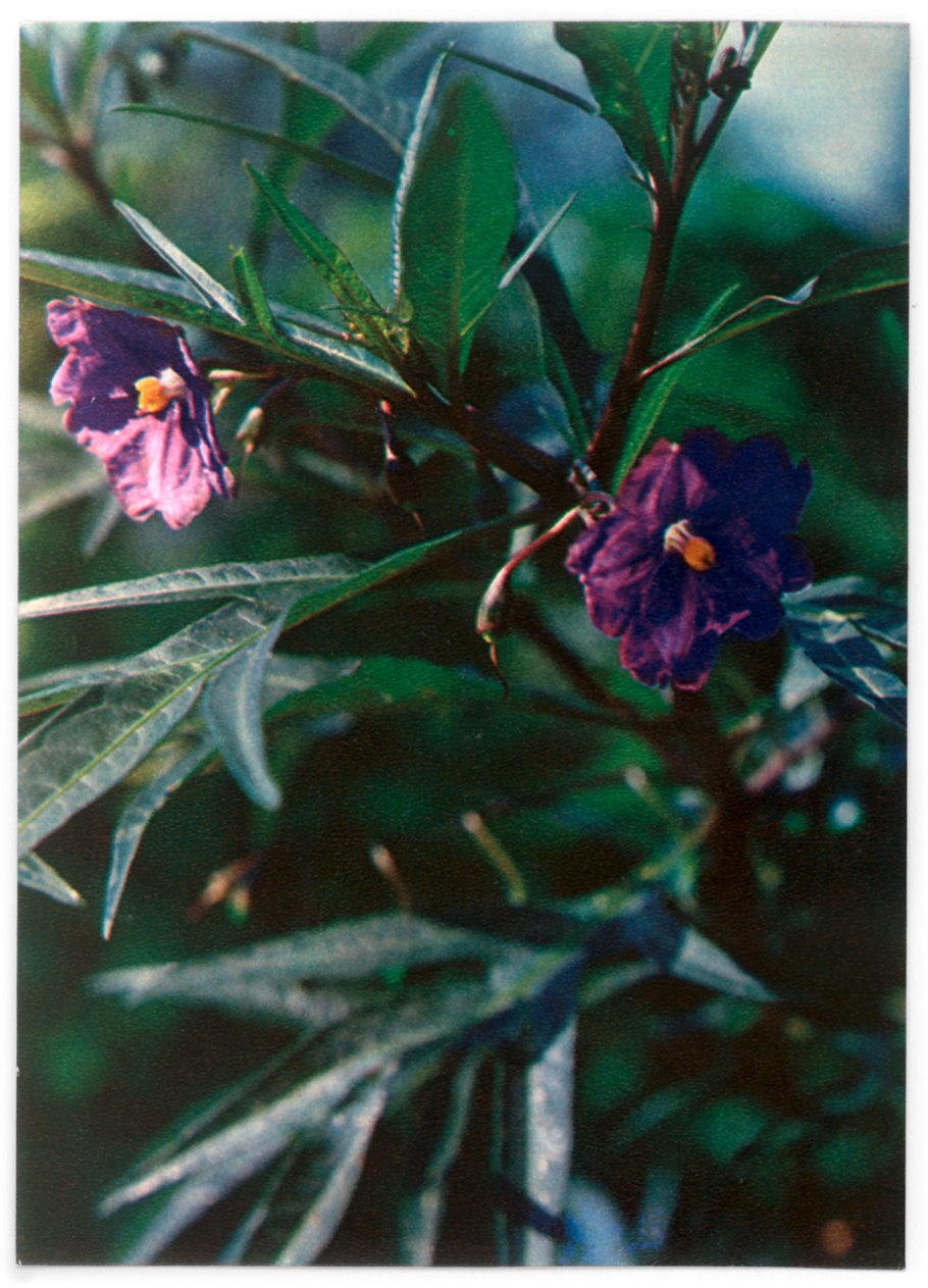 Паслен дольчатый ГФ