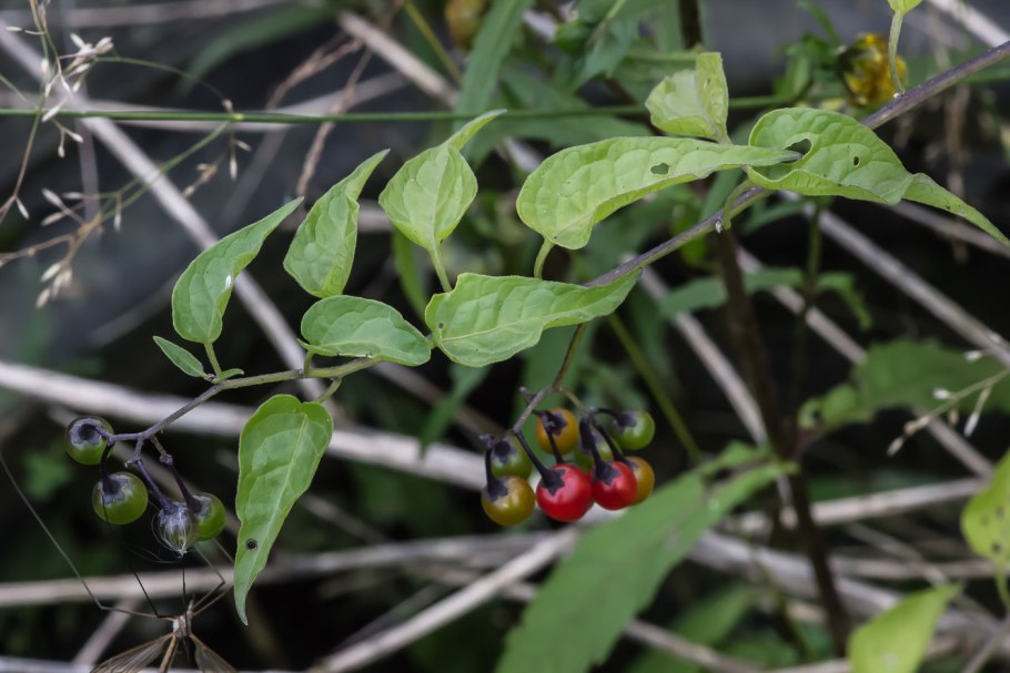 Паслен рогатый