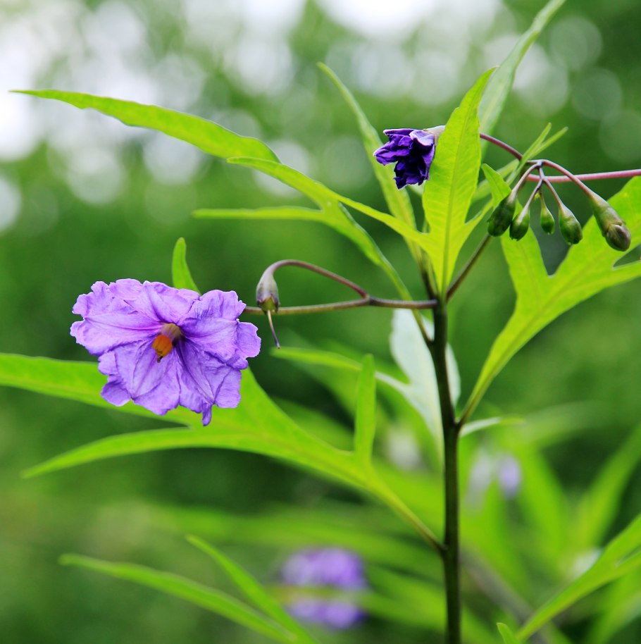 Solanum laciniatum