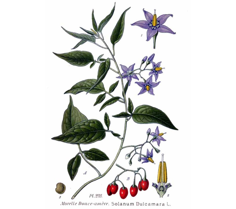 Паслен сладко-Горький гербарий