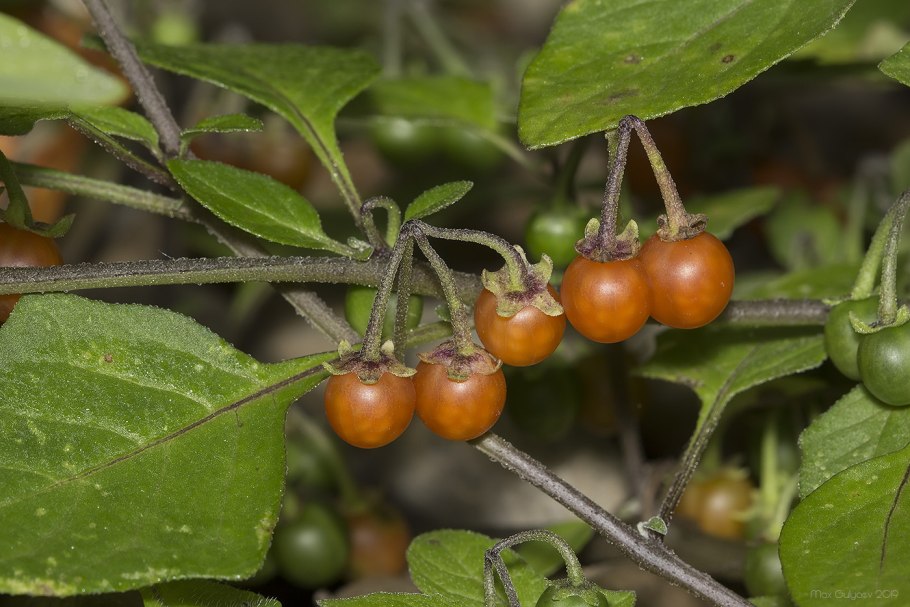 Solanum elaeagnifolium