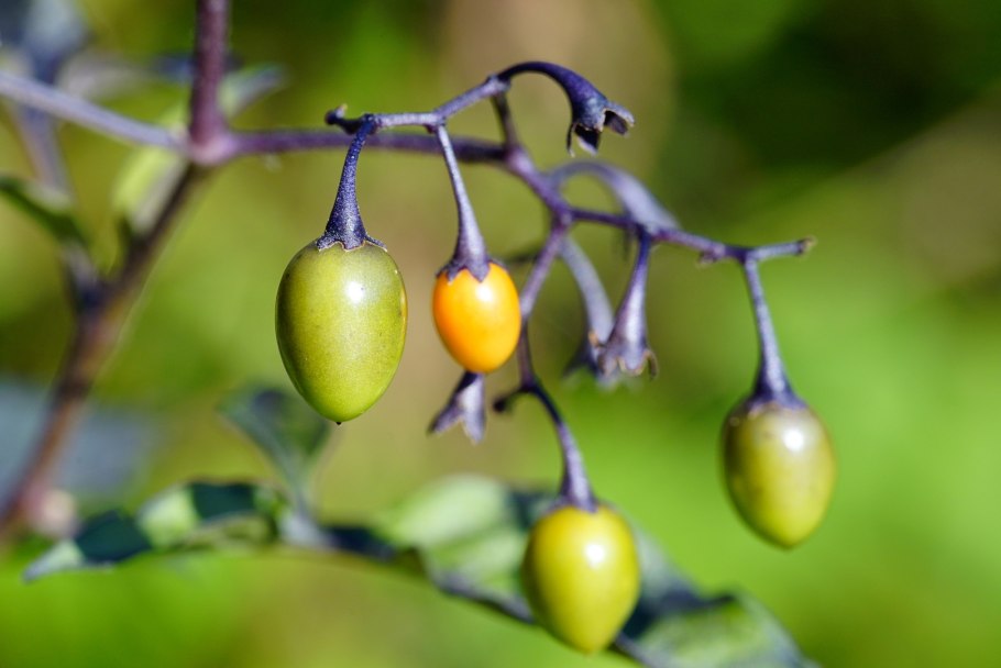 Solanum dulcamara