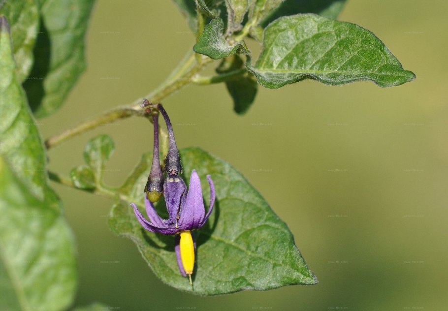 Solanum dulcamara
