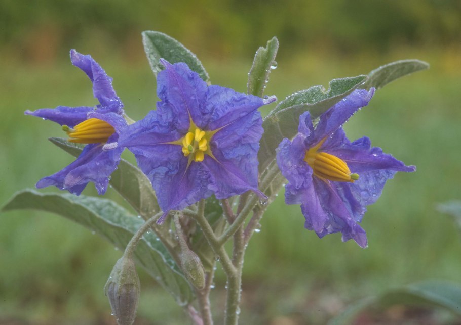 Паслен Каролинский