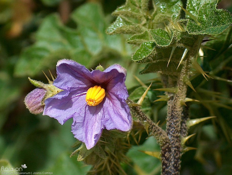 Solanum carolinense