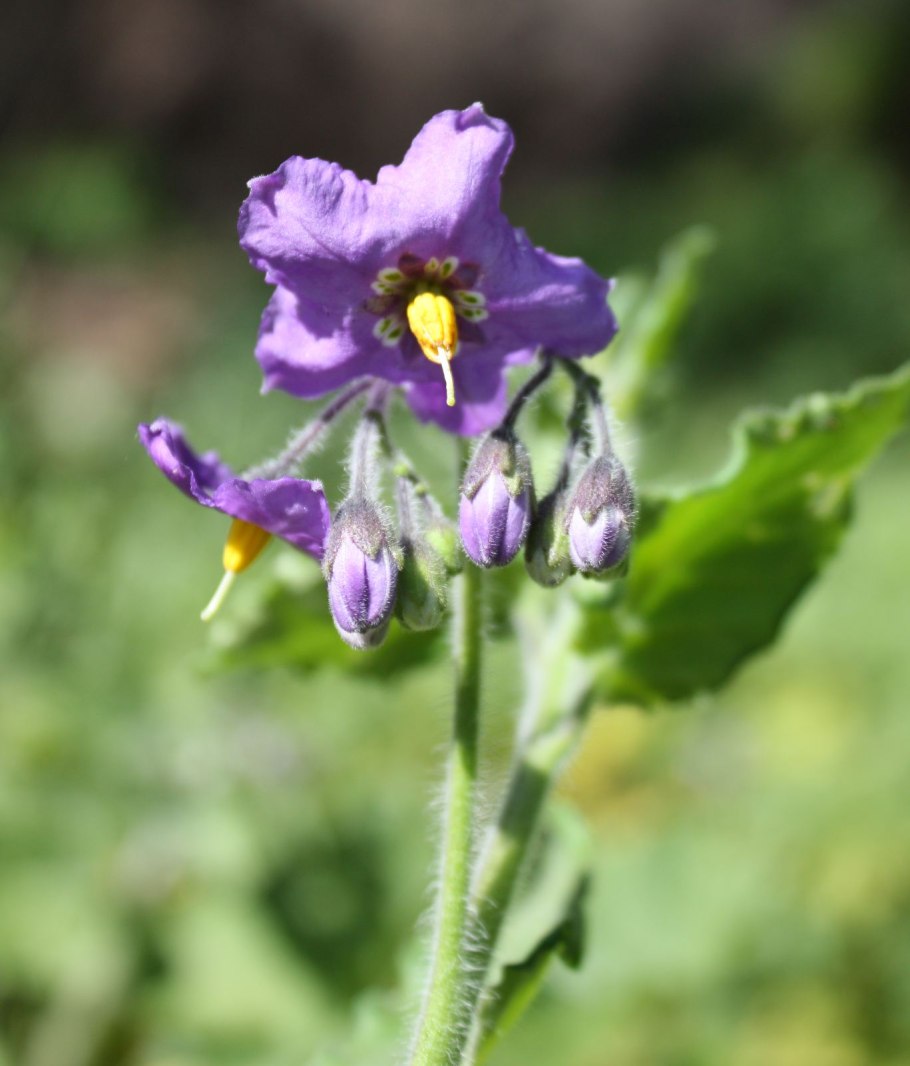 Solanum peruvianum