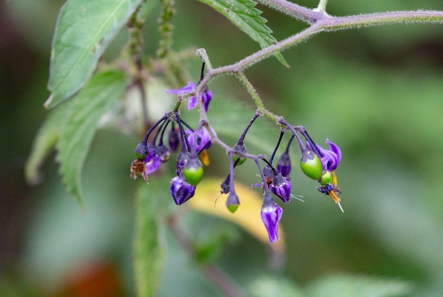 Solanum vavilovii