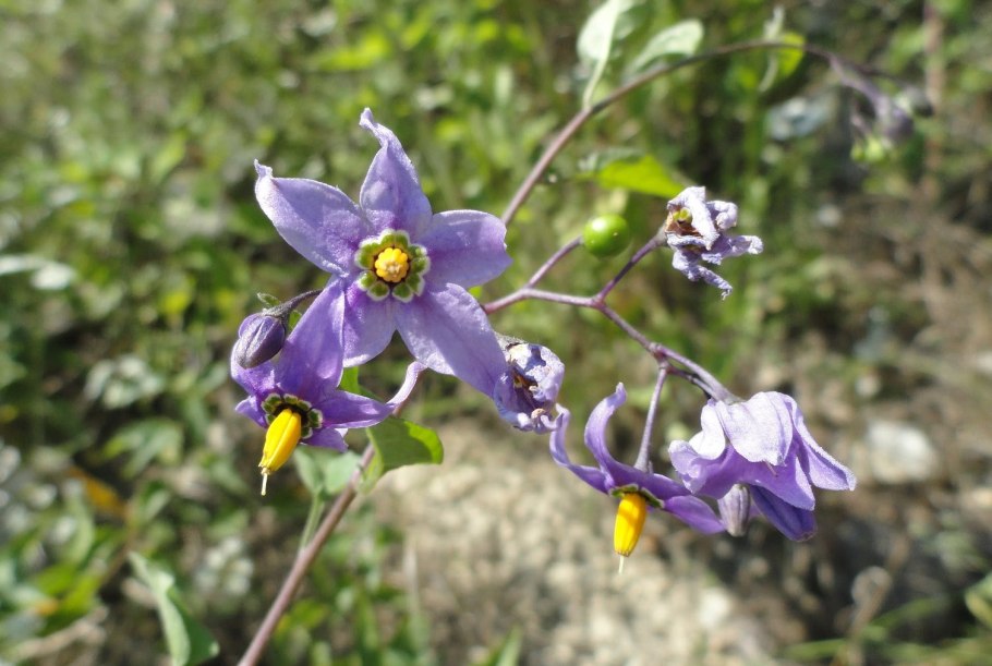 Паслен Каролинский