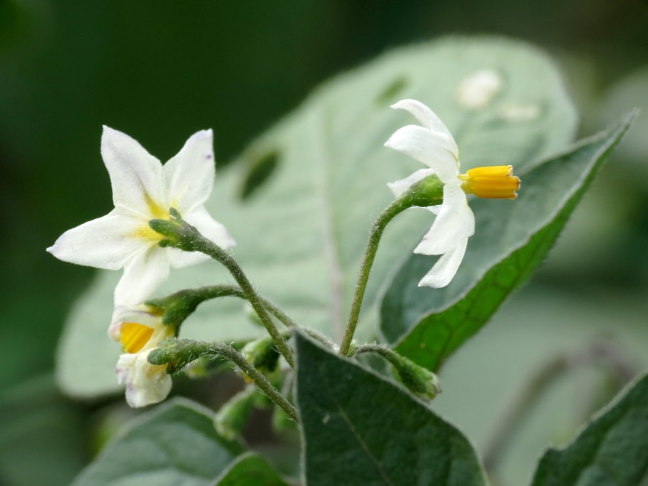 Solanum villosum