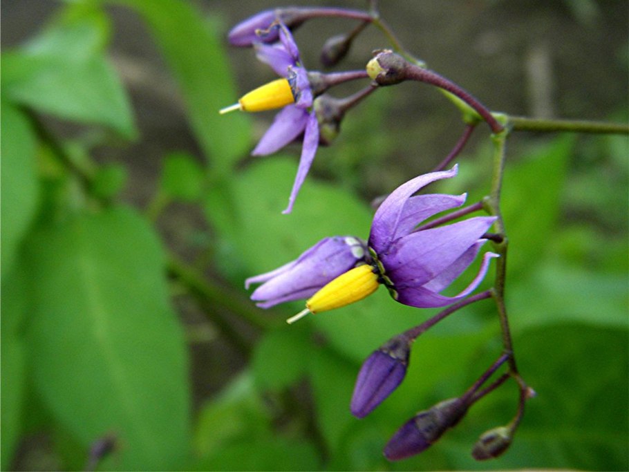 Паслен каролинский