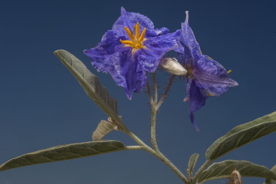 Solanum elaeagnifolium