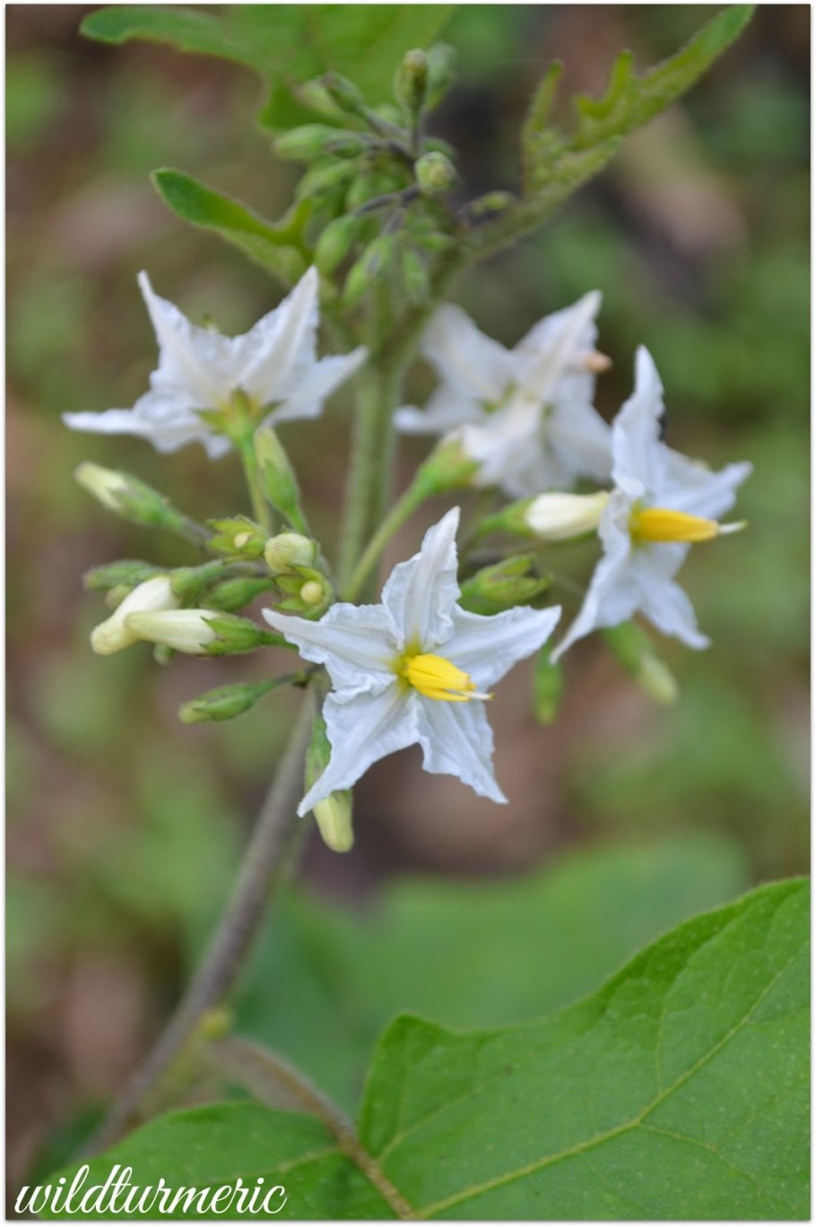 Solanum torvum