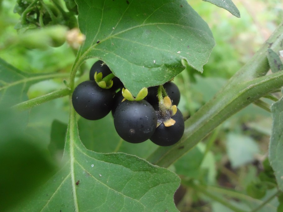 Паслен санберри