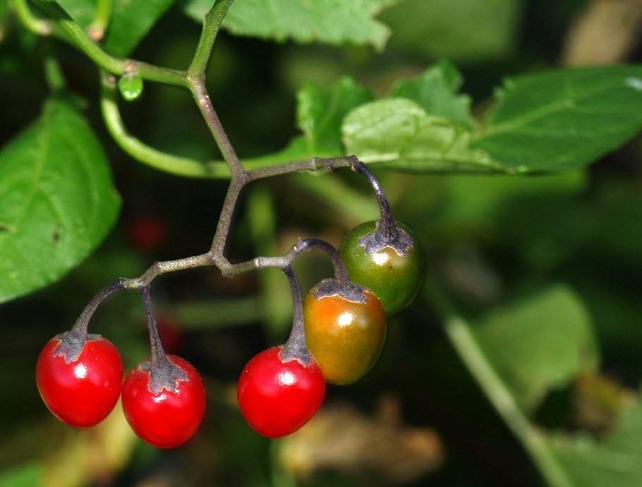 Паслен ягода красный