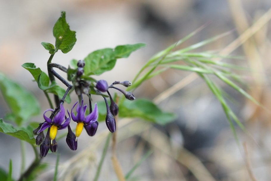 Паслен сладко горький