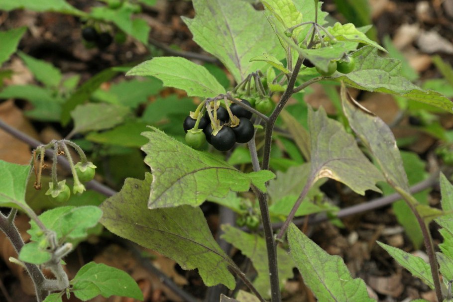 Паслён чёрный съедобный