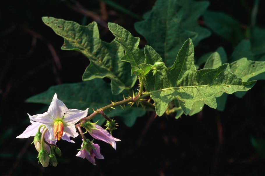 Solanum sisymbriifolium
