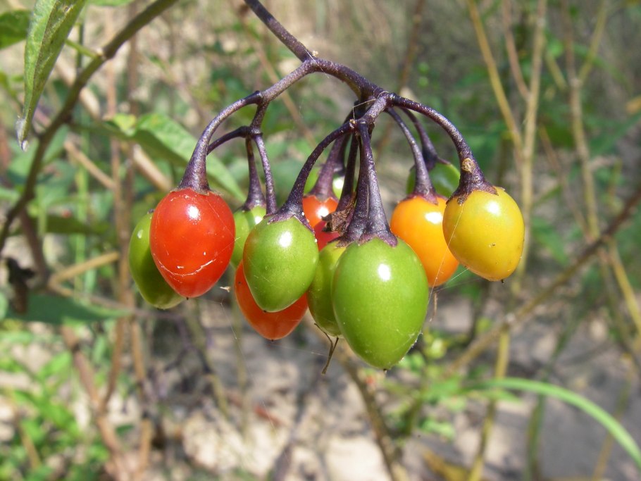 Паслен лиана