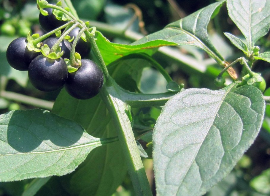 Паслён чёрный (solanum nigrum l.)