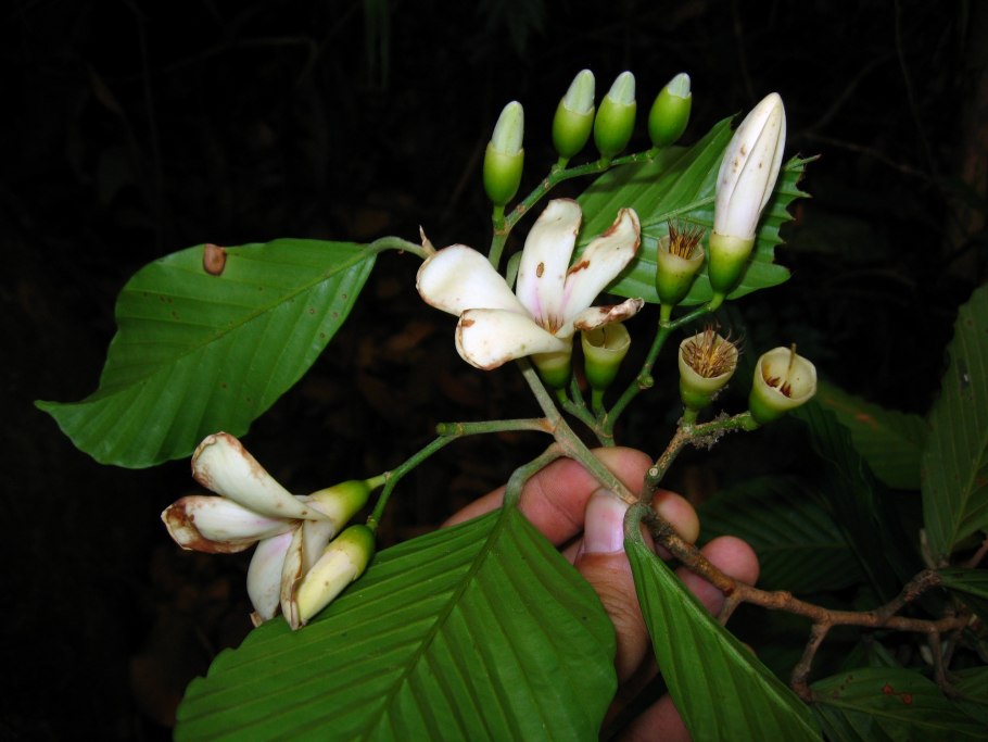 Dipterocarpaceae малака