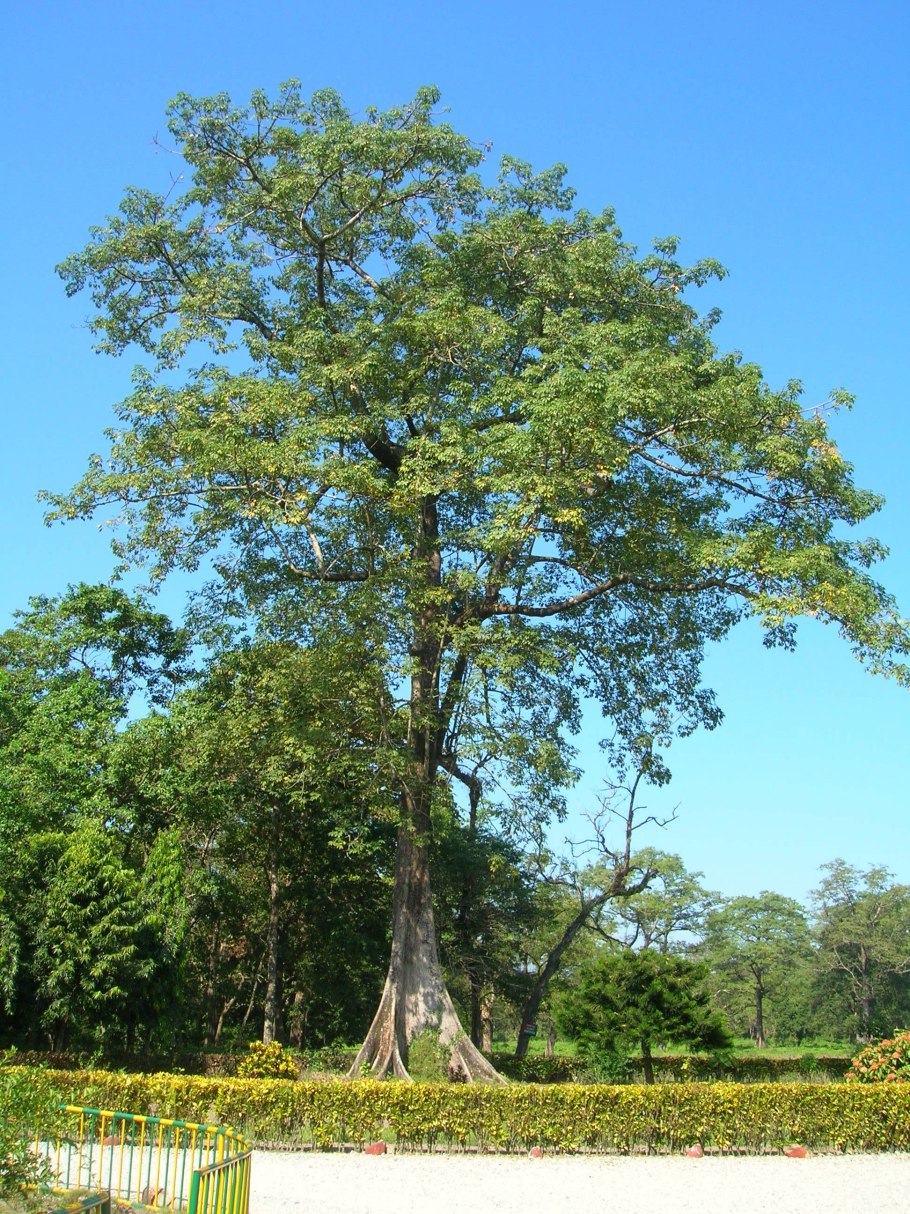 Red Tree Dipterocarpus alatus
