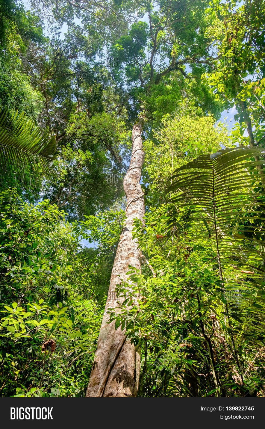 Грандифлорус природе плоды