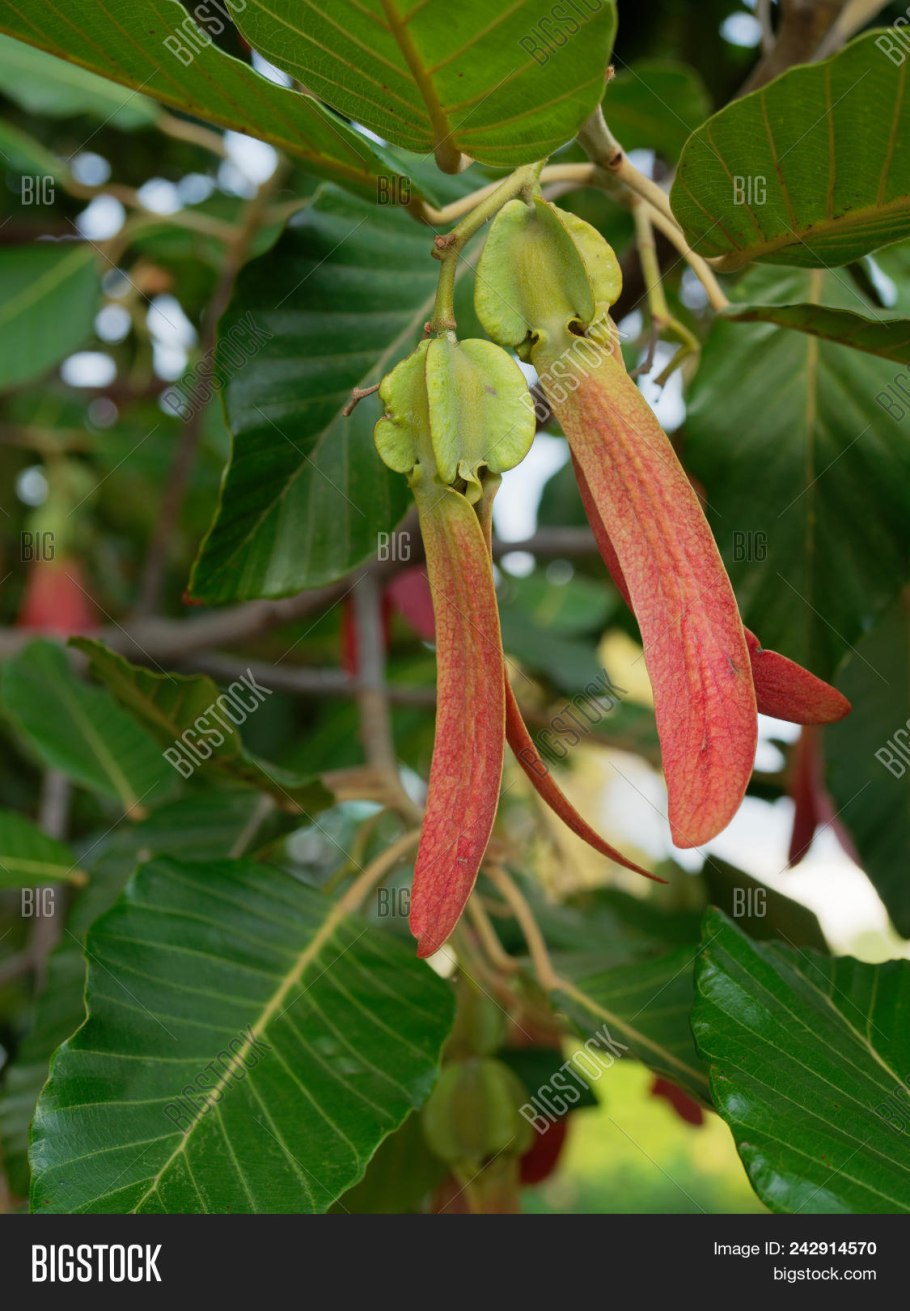 Dipterocarpus lamellatus