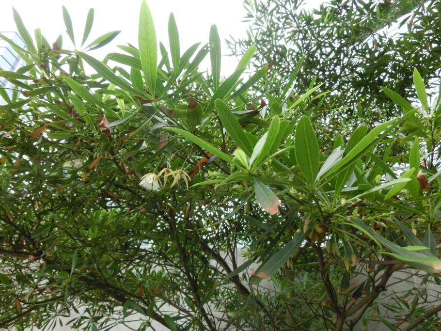 Диптерокарпус крылатый