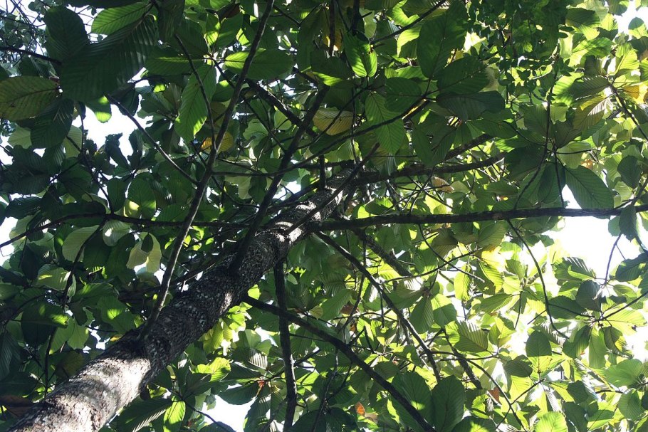 Диптерокарповые деревья