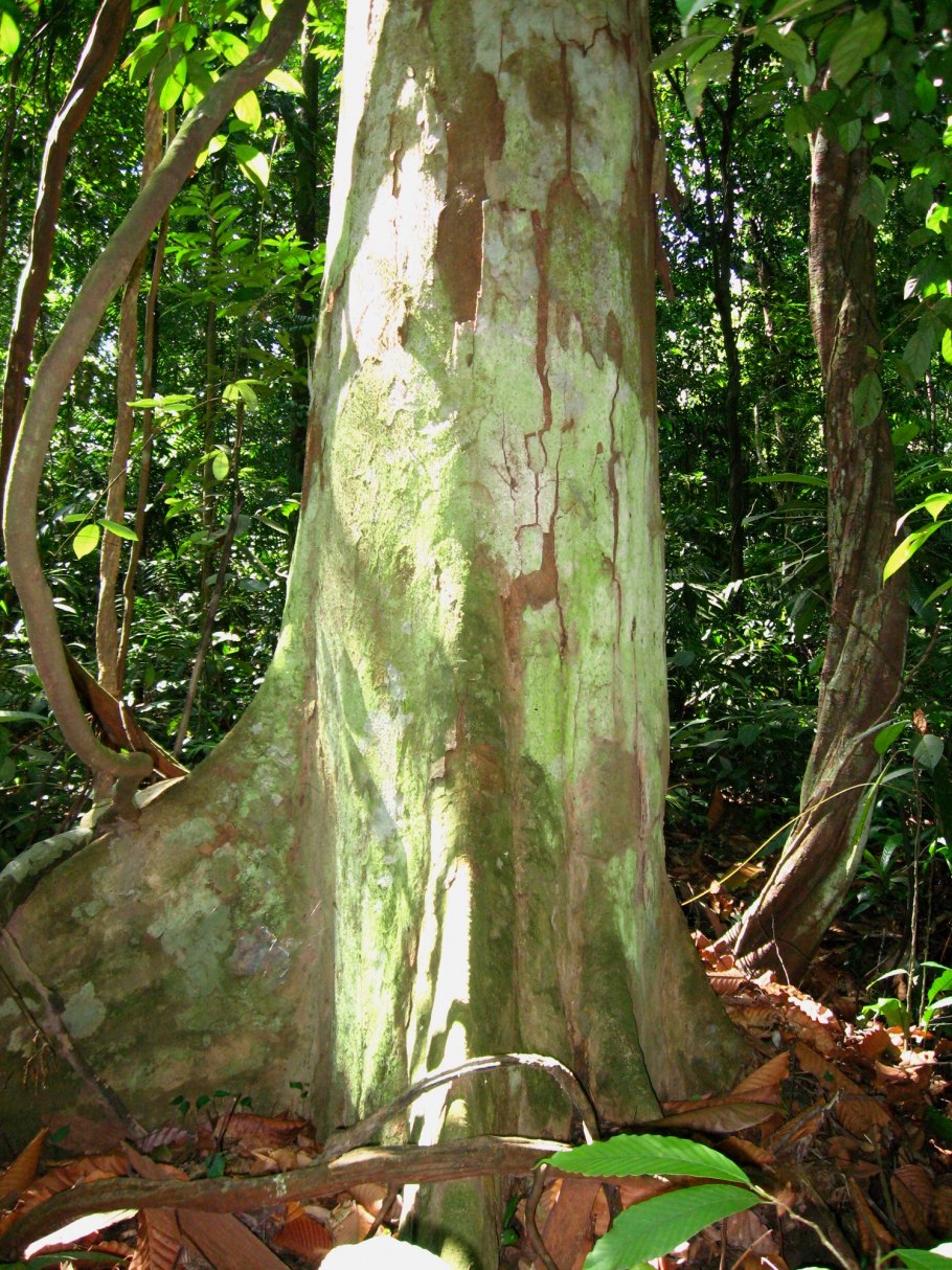 Диптерокарпус дерево