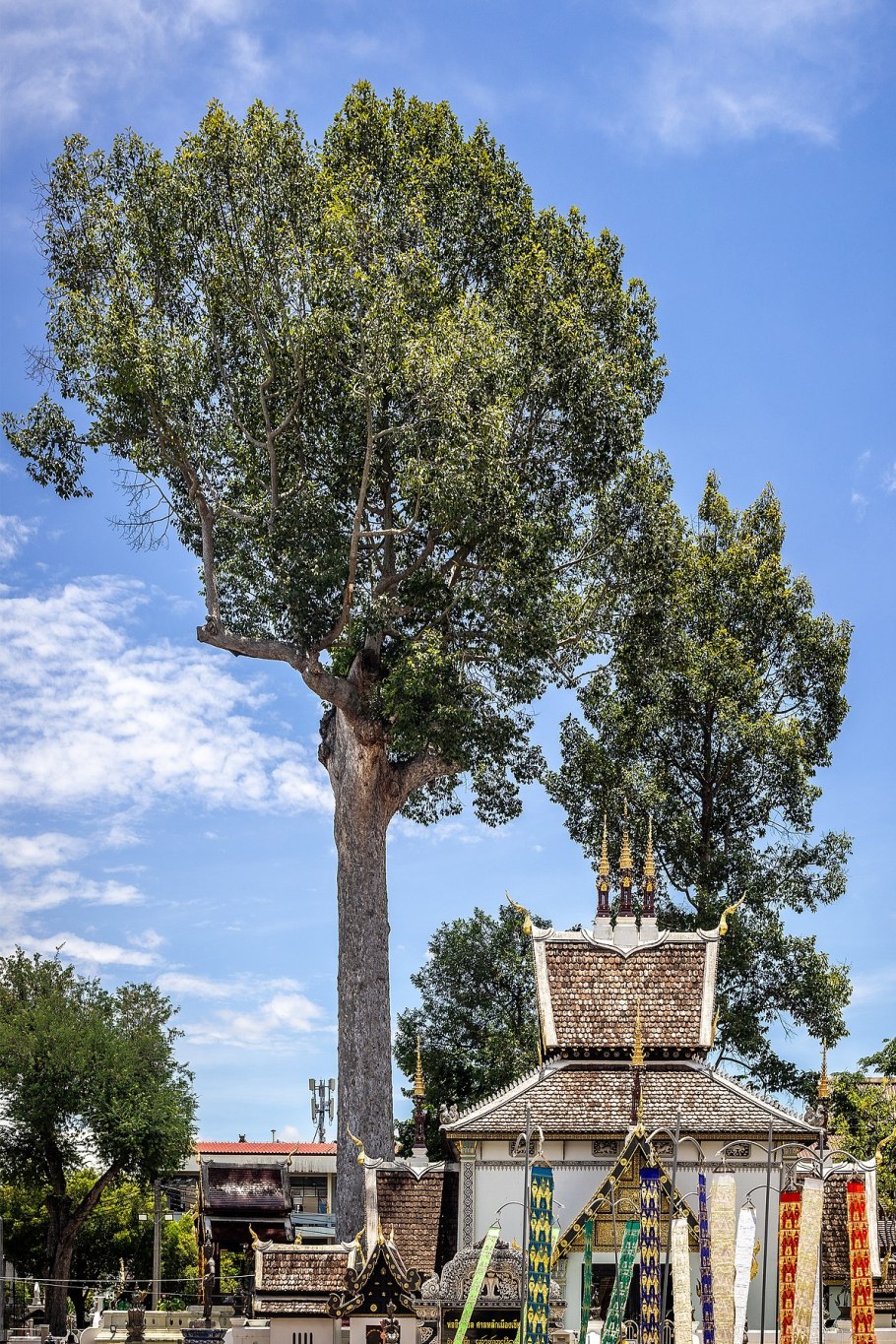 Диптерокарпус крылатый