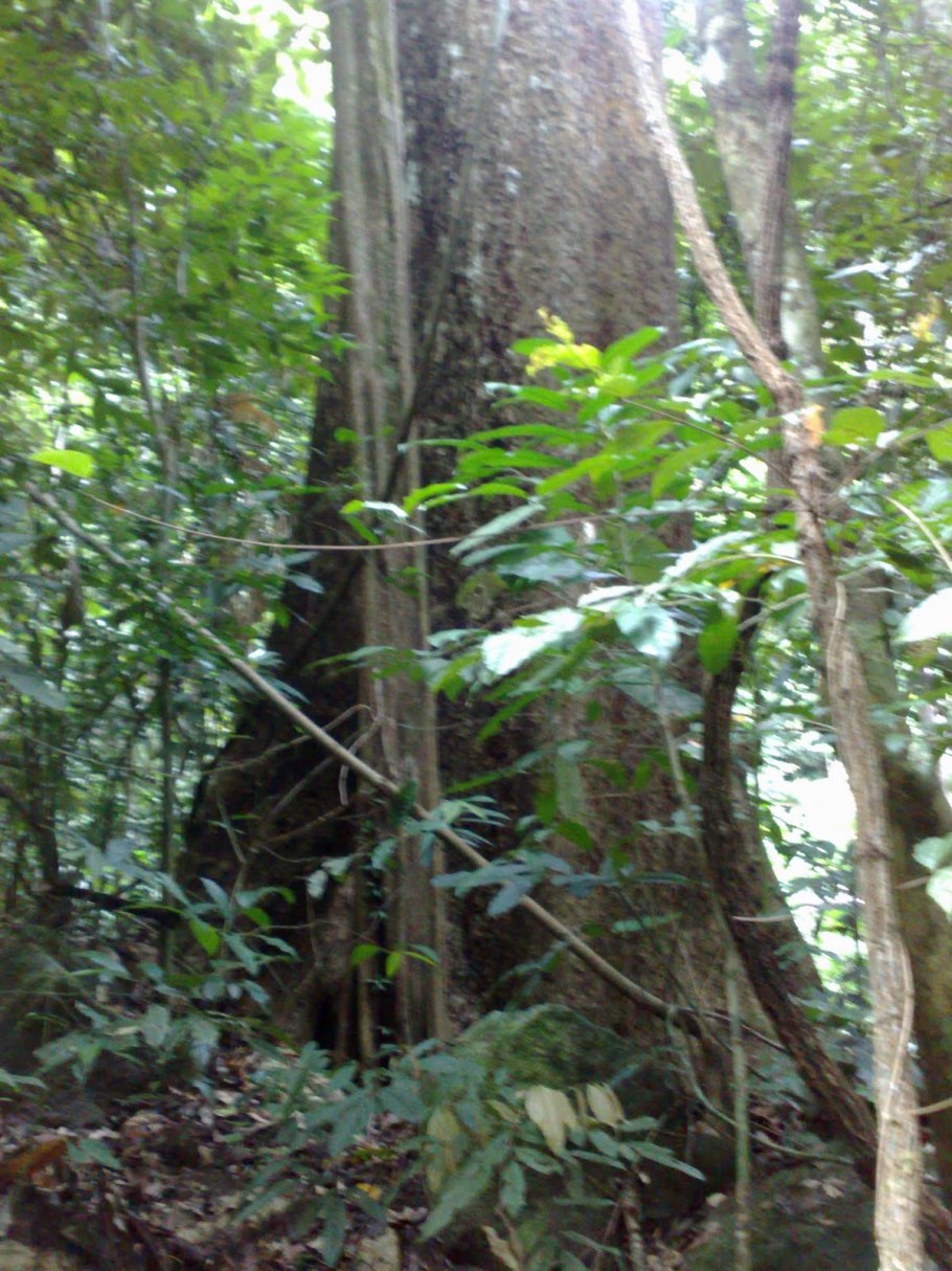 Тропические дождевые леса амазонии