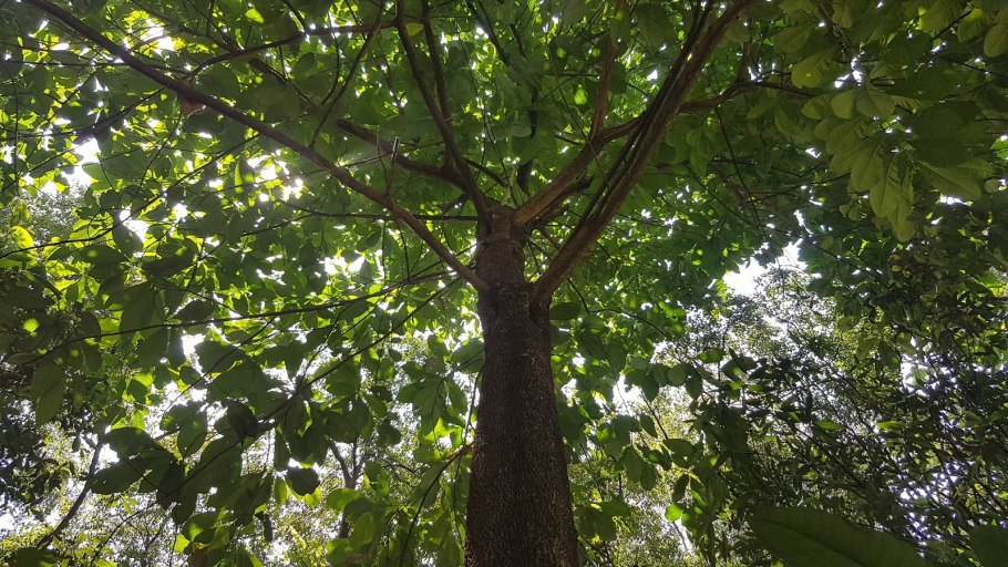 Курупита гвианская пушечное дерево