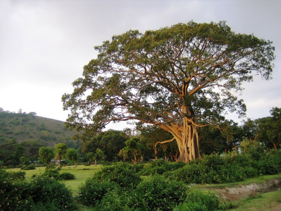 Диптерокарпус Керра