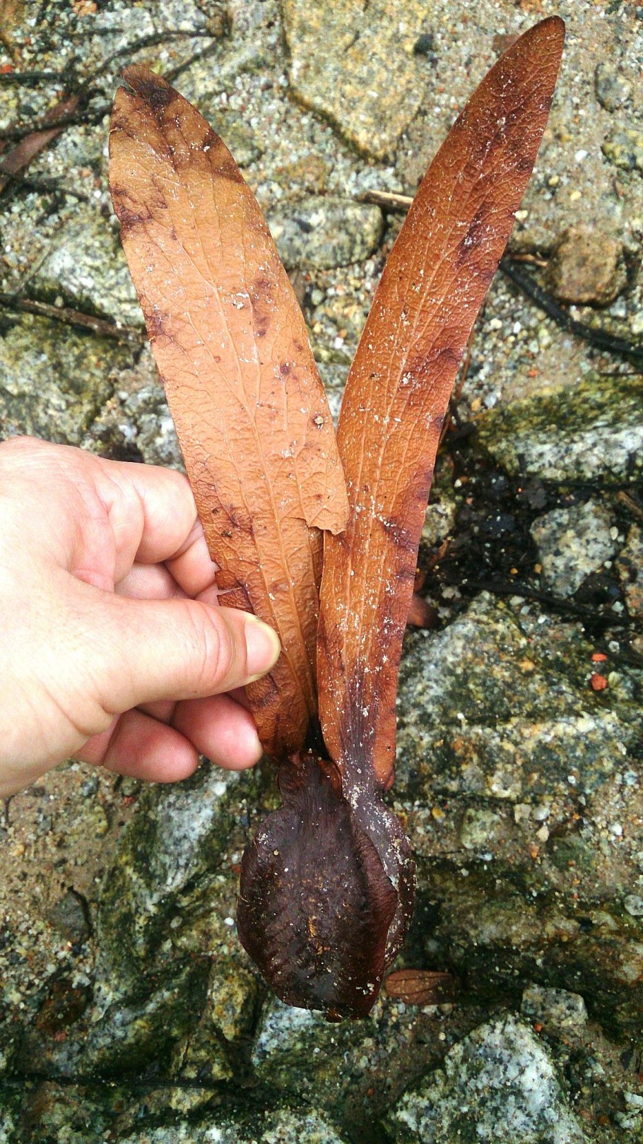 Диптерокарпус крылатый