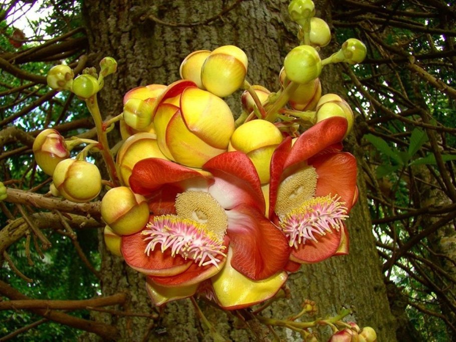 Couroupita guianensis