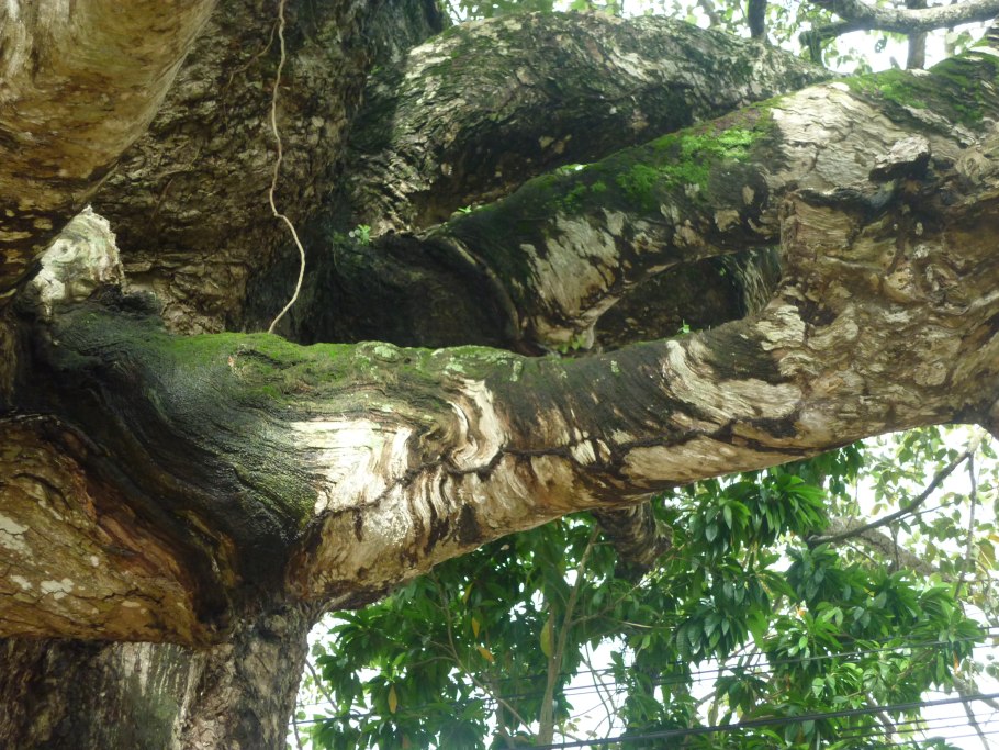 Dipterocarpus alatus