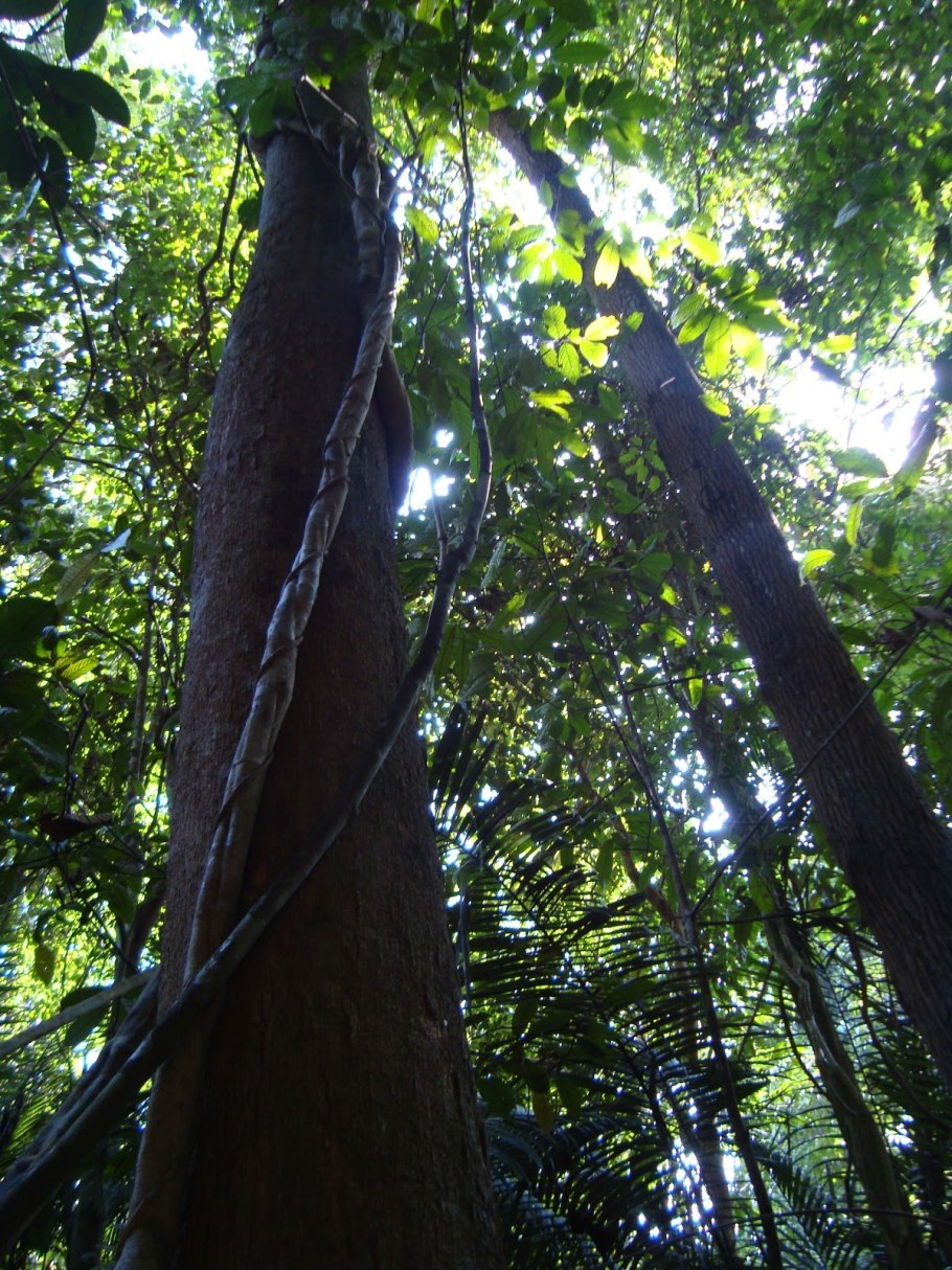 Диптерокарповые деревья