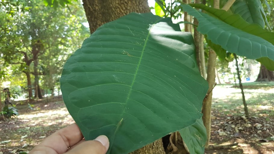 Neolamarckia cadamba