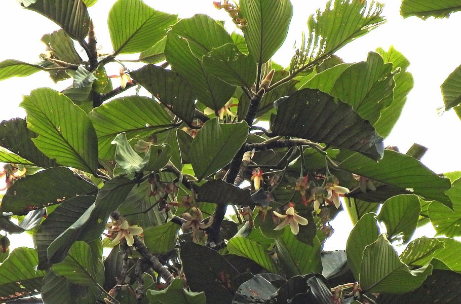 Dipterocarpus alatus