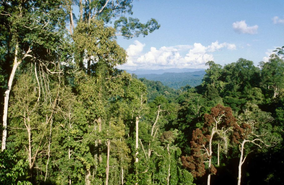 Диптерокарповые леса