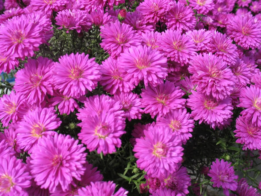 Астра многолетняя новобельгийская