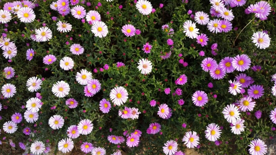 Новобельгийская астра низкорослая