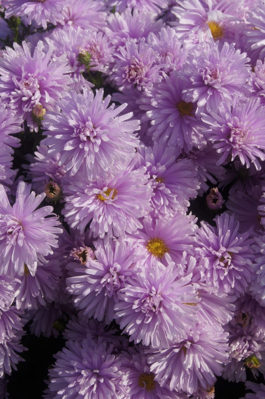 Астра феллоушип